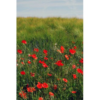 Photo 10 - Coquelicots