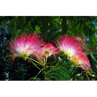 Photo 14 - Albizia