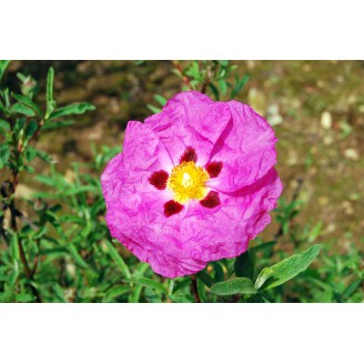 Photo 6 - Cistus